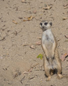 Close up standing meerkat or suricate, Suricata suricatta looking up, selective focus, copy space for text.