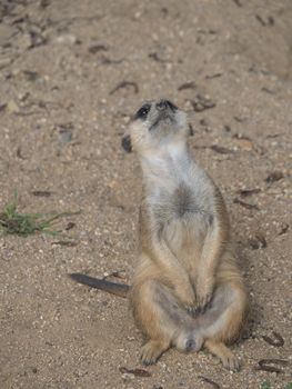 Close up standing meerkat or suricate, Suricata suricatta looking up, selective focus, copy space for text.