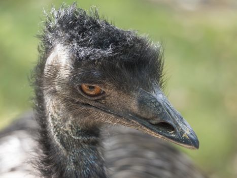 Close up profile portrait, head shot of Australian Emu,Dromaius novaehollandiae, Blurred, natural, bokeh background, Second largest bird on the world. Photography nature and animal wildlife