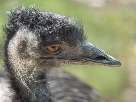 Close up profile portrait, head shot of Australian Emu,Dromaius novaehollandiae, Blurred, natural, bokeh background, Second largest bird on the world. Photography nature and animal wildlife