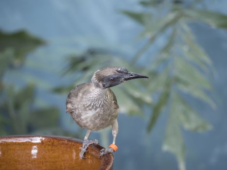 Close up portrait of helmeted friarbird, Philemon buceroides, sitting on bowl on blue bokeh background. Very strange long head, ugly bird. Selective focus on eye