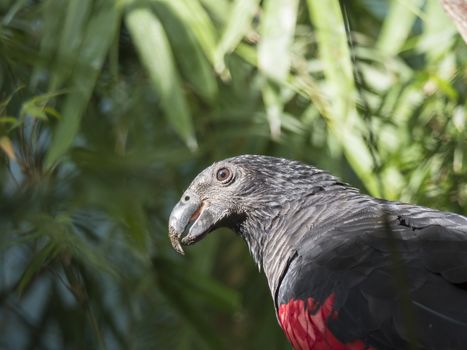 close up portrait of Pesquet parrot, Psittrichas fulgidus, rare bird from New Guinea. Red and black parrot head on green leaves bokeh background.