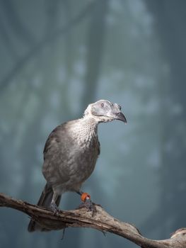Close up portrait of helmeted friarbird, Philemon buceroides, sitting on tree branch on blue bokeh background. Very strange long head, ugly bird. Selective focus on eye
