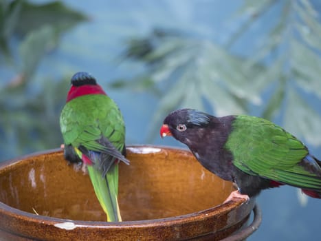 Close up exotic colorful red blue green yellow parrot Lorikeet Trichoglossus, sitting on the bowl with seeds.