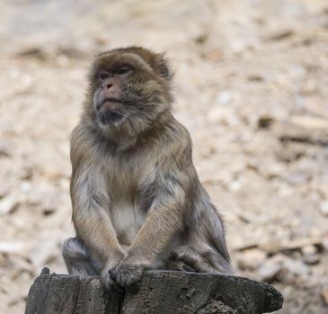Close up portrait of Barbary macaque, Macaca sitting on the tree trunk stump, selective focus, copy space for text