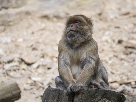 Close up portrait of Barbary macaque, Macaca sitting on the tree trunk stump, selective focus, copy space for text