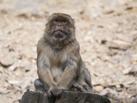 Close up portrait of Barbary macaque, Macaca sitting on the tree trunk stump, selective focus, copy space for text