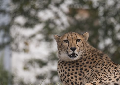 Close up head and shoulders portrait of adult Cheetah, Acinonyx jubatus resting lying on tree, green bokeh lights background, selective focus.