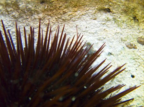 Macro view of a Mediterranean sea urchin's tube feet