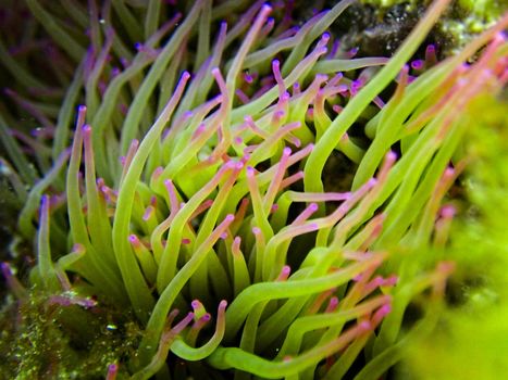 Anemonia Viridis, or Mediterranean Snakelocks Anemone