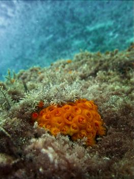 Orange Sun Coral, or Tubastrea Faulkneri, in warm Maltese waters