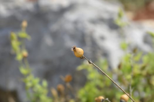 Unusual campion seed pod - Latin name - Silene paradoxa