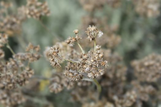 Italian everlasting seeds - Latin name - Helichrysum italicum