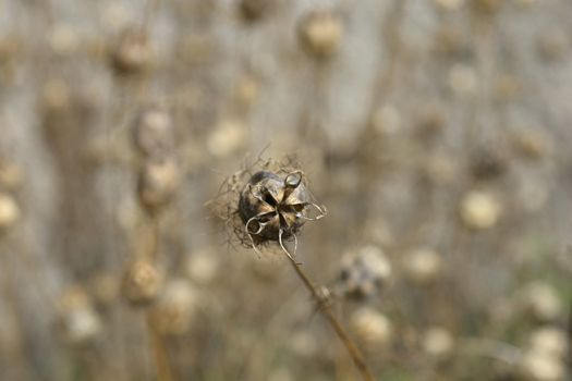 Close up of Love-in-a-mist seed pod - Latin name - Nigella damascena