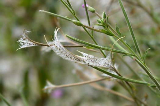 Great hairy willowherb seeds - Latin name - Epilobium hirsutum
