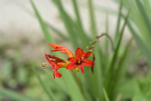 Montbretia Lucifer flowers - Latin name - Crocosmia Lucifer