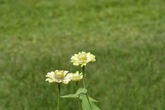 Zinnia Envy flowers - Latin name - Zinnia elegans Envy