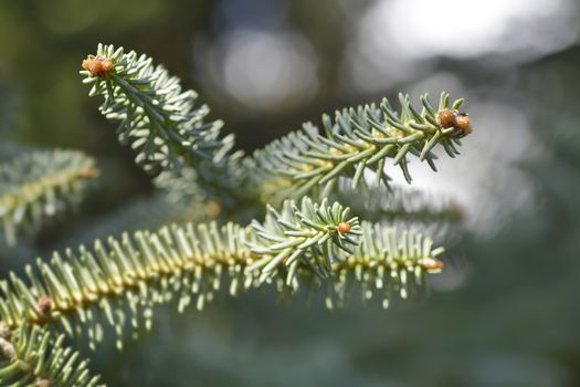 Spanish Fir branch - Latin name - Abies pinsapo