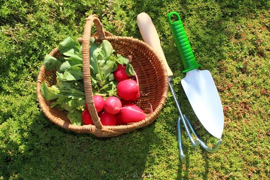 The picture shows radish in a basket in the garden