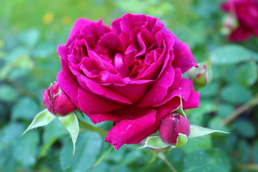 The picture shows a pink rose with buds in the garden
