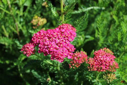The picture shows pink blossoming yarrow in the garden