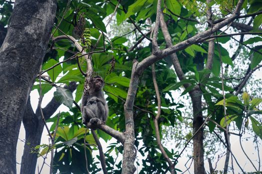 Low Angle View Of Monkey On Branch