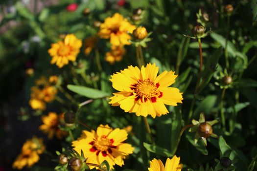 The picture shows blossoming tickseed in the garden