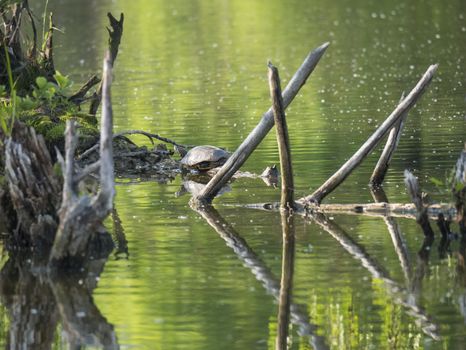 Red-eared slider turtle with Trachemys scripta elegans stand on tree root on green pond water with dry logs. Golden hour light.