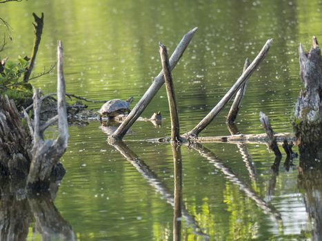 Red-eared slider turtle with Trachemys scripta elegans stand on tree root on green pond water with dry logs. Golden hour light.