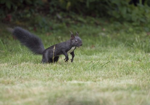 Close up Black squirrel, Sciurus vulgaris stands in grass field looking around with tail up, selective focus, copy space.
