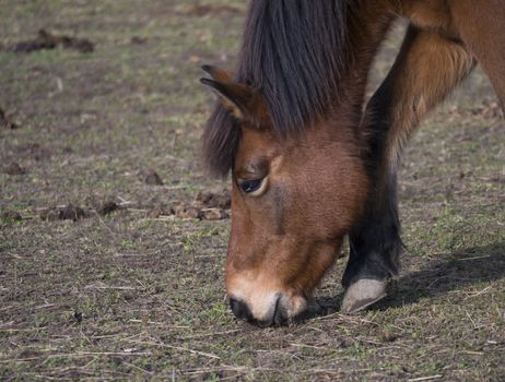 close up head of ginger brown horse grazing eating grass on dirt meadow in late autumn in Prague park, focus on eye