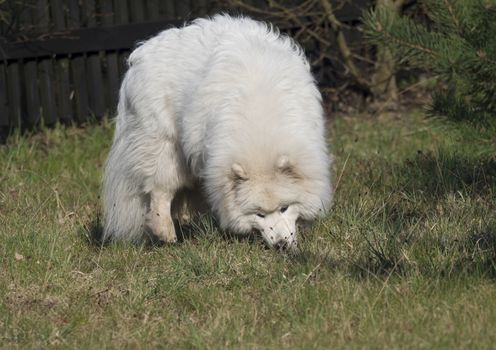young Samoyed dog with white fluffy coat digging and sniffing at green grass garden. Cute happy Russian Bjelkier dog is a breed of large herding dogs