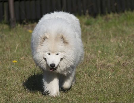 young Samoyed dog with white fluffy coat and tongue sticking out walking on the green grass garden. Cute happy Russian Bjelkier dog is a breed of large herding dogs