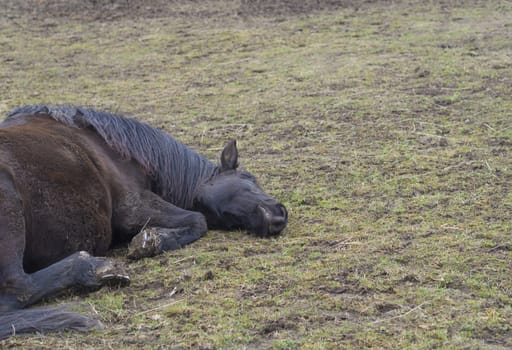 close up dirty ginger brown horse lying on mug green grass meadow, sad or ill look, selective focus on head