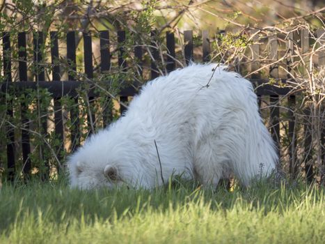 young Samoyed dog with white fluffy coat digging and sniffing at green grass garden. Cute happy Russian Bjelkier dog is a breed of large herding dogs