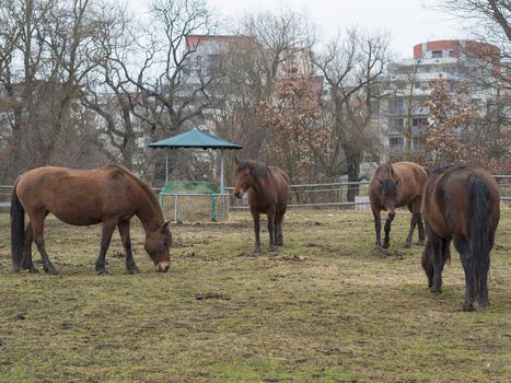 four ginger brown horses eating straw on meadow in late winter misty day in Prague park, bare treea and new rental houses in background