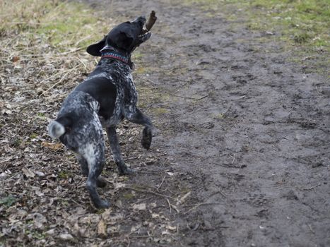 black gray hunting dog crossbreed whippet and labradorit running and retriving stick in mouth on dry leaves and mug beige background, selective focus