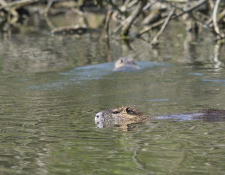 close up muskrat (Ondatra zibethicus) swimming  in swamp lake, selective focus, copy space