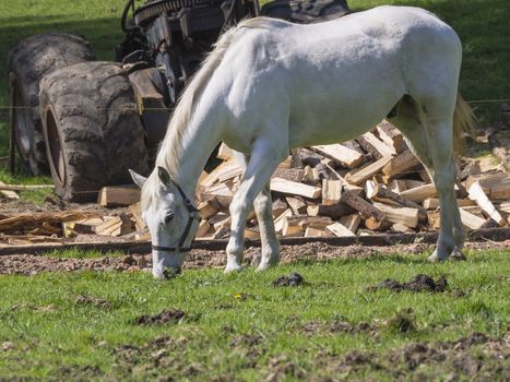 white horse stalion grazing on green grass, chopped wood and rusty woon chopper machine in background