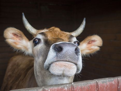 close up head of ginger cute young bull looking from the stall, selective focus on muzzle