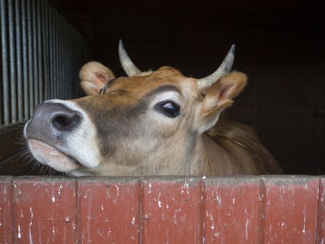close up cute courious ginger calf cow head looking out of stall box, selective focus, copy space