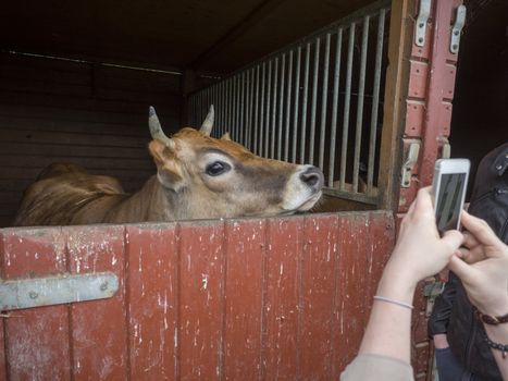 woman hand takeing picture of ginger cute young bull looking from the stall by her cellphone, selective focus