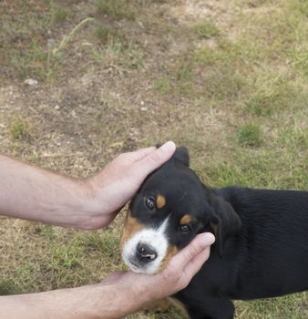 man hands holding head of cute greater swiss mountain dog puppy, green grass background, selective focus