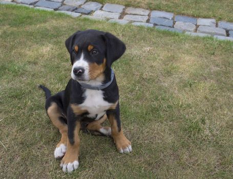 close up cute greater swiss mountain dog puppy portrait sitting in the green grass, selective focus