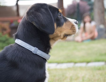 close up head greater swiss mountain dog puppy portrait sitting in the green grass, blurred girl sitting in background