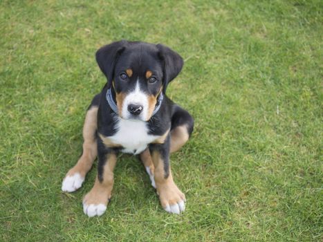 close up greater swiss mountain dog puppy portrait sitting in the green grass, selective focus