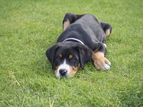 close up greater swiss mountain dog puppy portrait lying in the green grass, selective focus