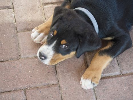 close up cute greater swiss mountain dog puppy portrait lying on the red paving, sad look, selective focus