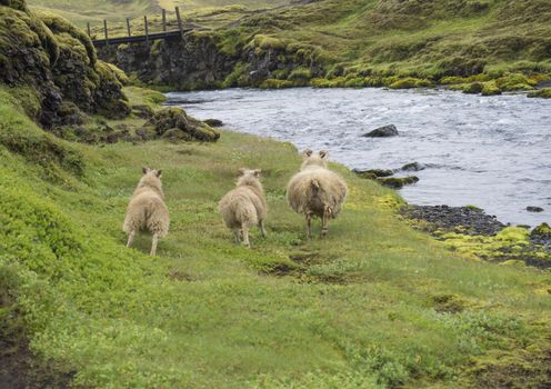 group of three icelandic sheep, mother and lamb running away on bank of wild river stream, footbridge green grass and moss meadow, Iceland