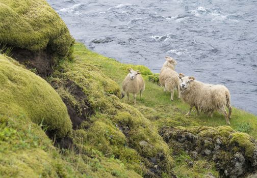 group of four icelandic sheep, mother and lamb standing on bank of wild river stream on green grass and moss meadow, Iceland
